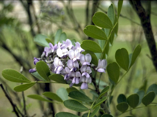 Sophora secundiflora (Texas mountain laurel) #4382