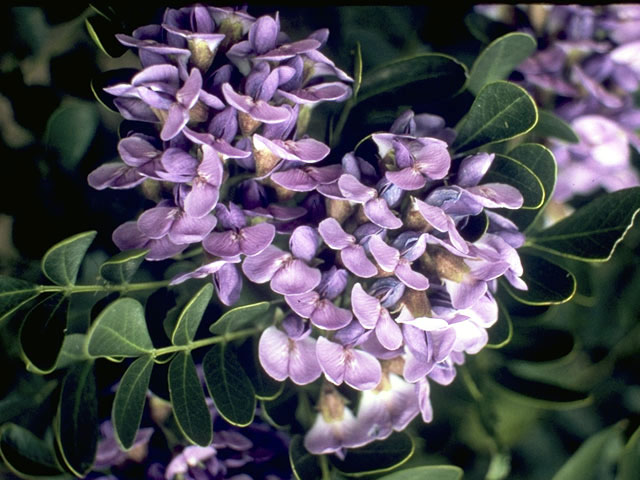 Sophora secundiflora (Texas mountain laurel) #4386