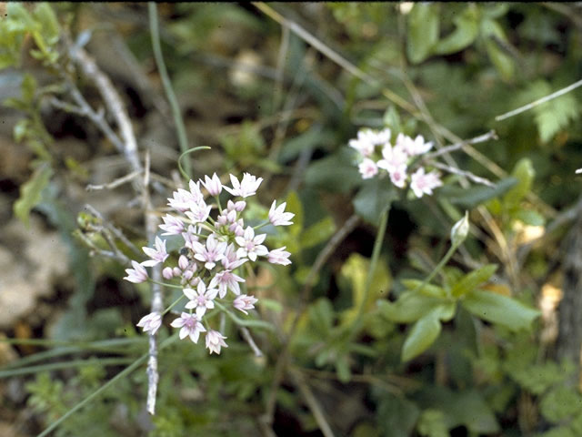 Allium canadense (Meadow garlic) #4413