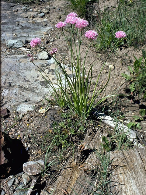 Allium validum (Pacific onion) #4465