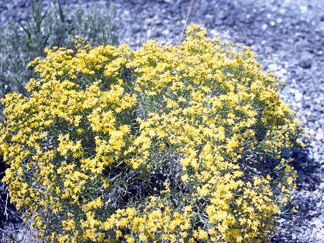 Gutierrezia microcephala (Threadleaf snakeweed) #4576