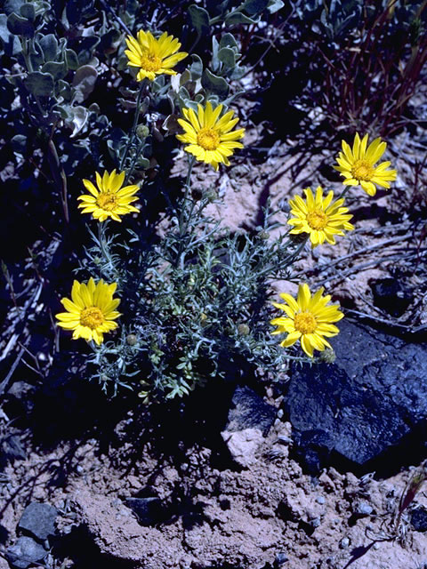 Machaeranthera gracilis (Slender goldenweed) #4591