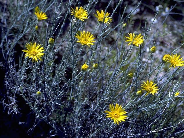 Machaeranthera gracilis (Slender goldenweed) #4592