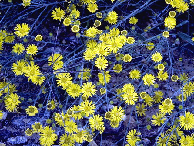 Machaeranthera gracilis (Slender goldenweed) #4593