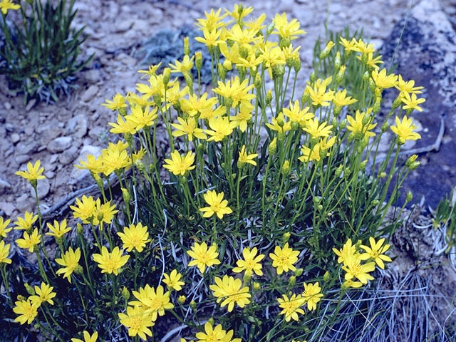 Ericameria linearifolia (Narrowleaf goldenbush) #4595