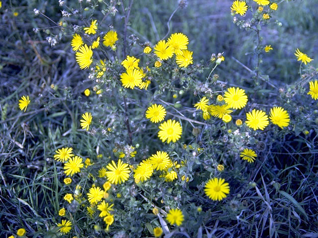 Machaeranthera pinnatifida var. pinnatifida (Lacy tansyaster) #4602