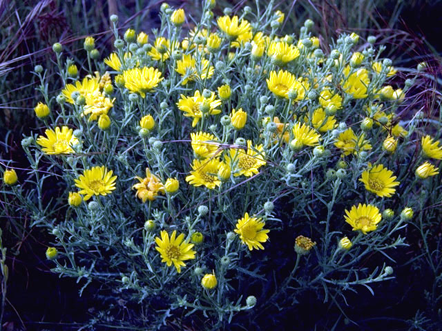 Machaeranthera pinnatifida var. pinnatifida (Lacy tansyaster) #4604