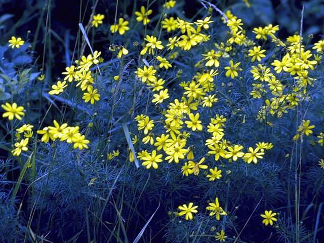 Pityopsis pinifolia (Taylor county goldaster) #4732