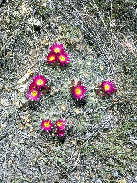 Pediocactus simpsonii var. simpsonii (Simpson hedgehog cactus) #4760