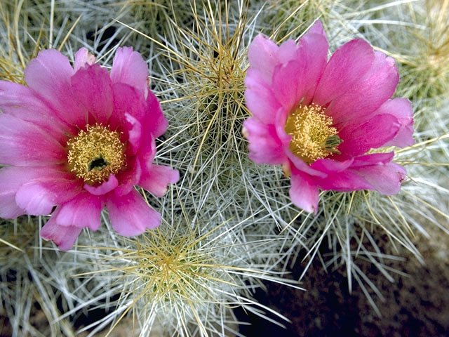 Echinocereus stramineus (Strawberry hedgehog cactus) #4801