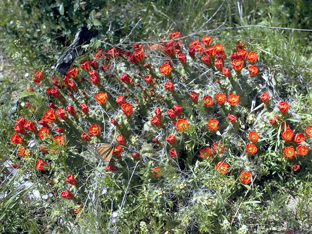 Echinocereus triglochidiatus (Claret cup) #4804