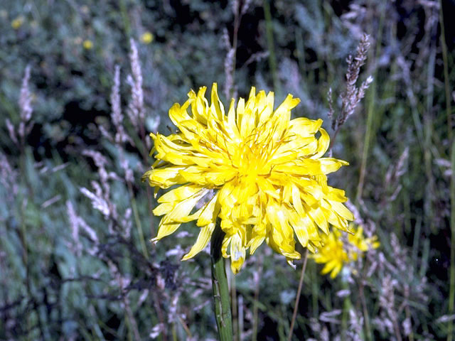 Agoseris heterophylla (Annual agoseris) #4851