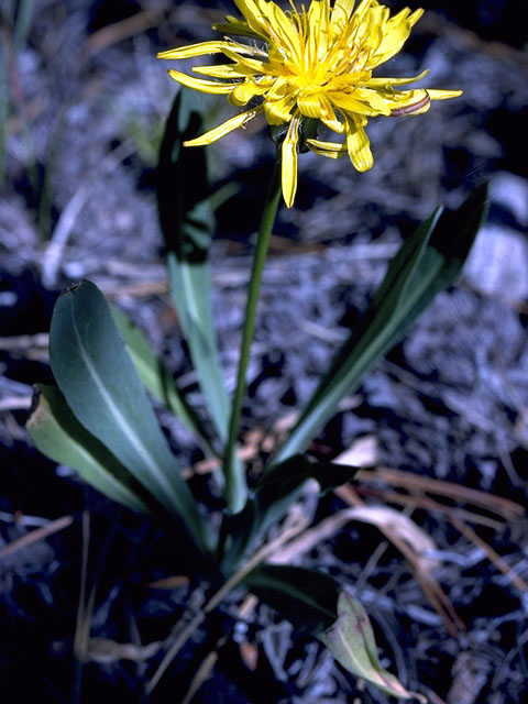 Agoseris heterophylla (Annual agoseris) #4852