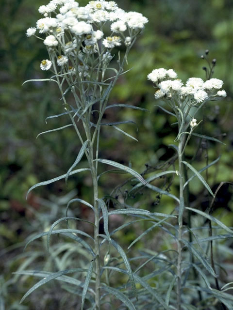 Anaphalis margaritacea (Western pearly everlasting) #4861