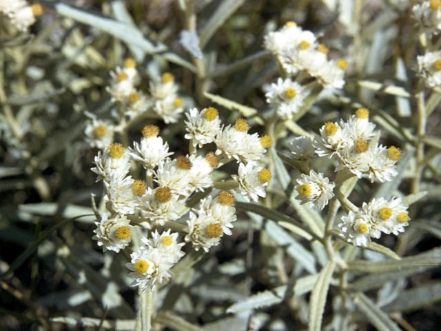 Anaphalis margaritacea (Western pearly everlasting) #4863