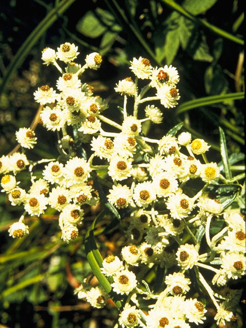 Anaphalis margaritacea (Western pearly everlasting) #4865