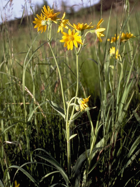 Arnica angustifolia ssp. angustifolia (Narrowleaf arnica) #4895