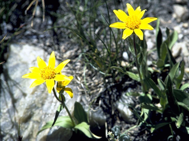 Arnica rydbergii (Rydberg's arnica) #4922