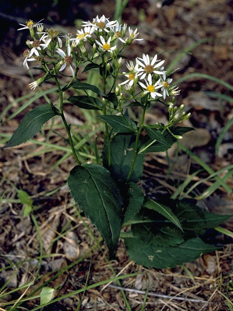 Eurybia divaricata (White wood aster) #4942