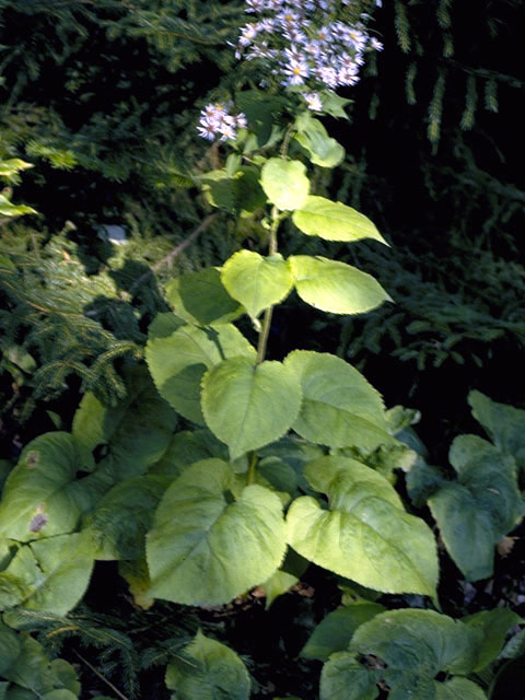 Eurybia macrophylla (Bigleaf aster) #4972