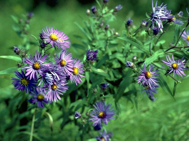 Symphyotrichum novae-angliae (New england aster) #4976