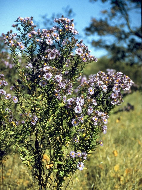 Symphyotrichum novae-angliae (New england aster) #4979