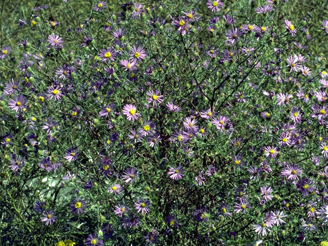 Symphyotrichum oblongifolium (Aromatic aster) #4981