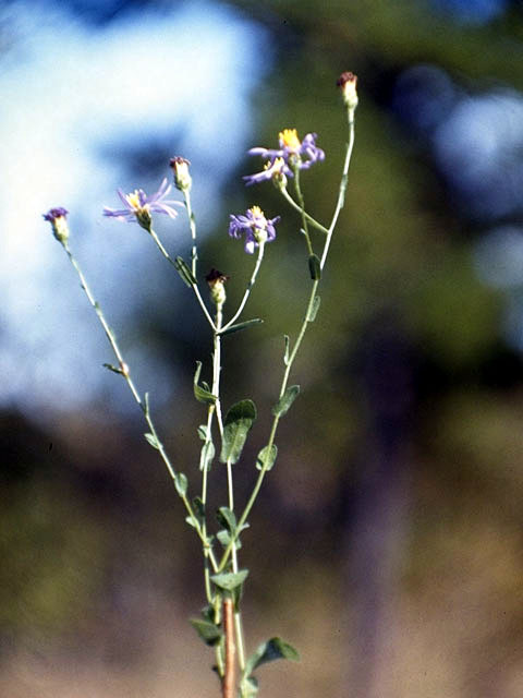 Symphyotrichum patens var. patens (Spreading aster) #4986