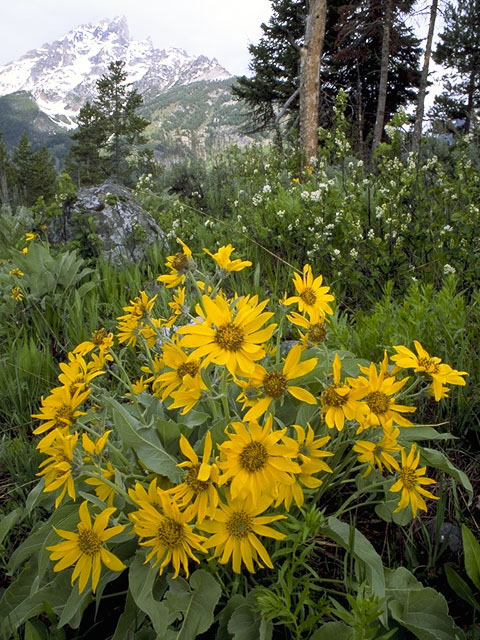 Balsamorhiza sagittata (Arrowleaf balsamroot) #5064