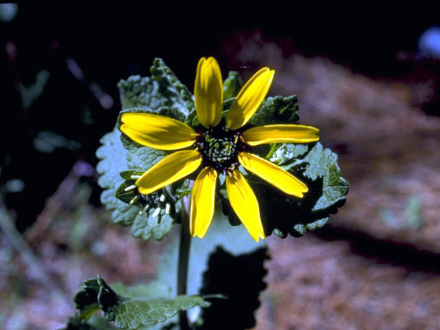 Berlandiera betonicifolia (Texas greeneyes) #5070