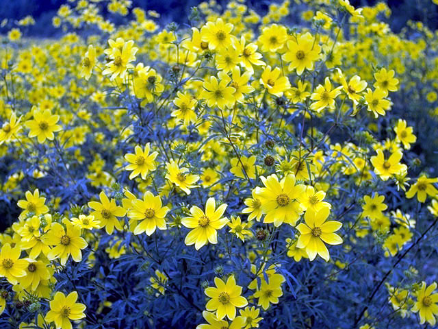 Bidens aristosa (Bearded beggarticks) #5090