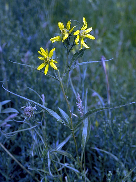 Bidens cernua (Nodding beggartick) #5095