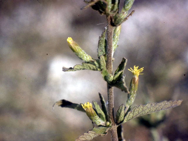 Brickellia cylindracea (Gravel-bar brickellbush) #5128