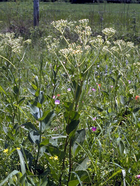 Arnoglossum plantagineum (Groovestem indian plantain) #5135