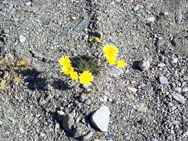 Calycoseris parryi (Yellow tackstem) #5139