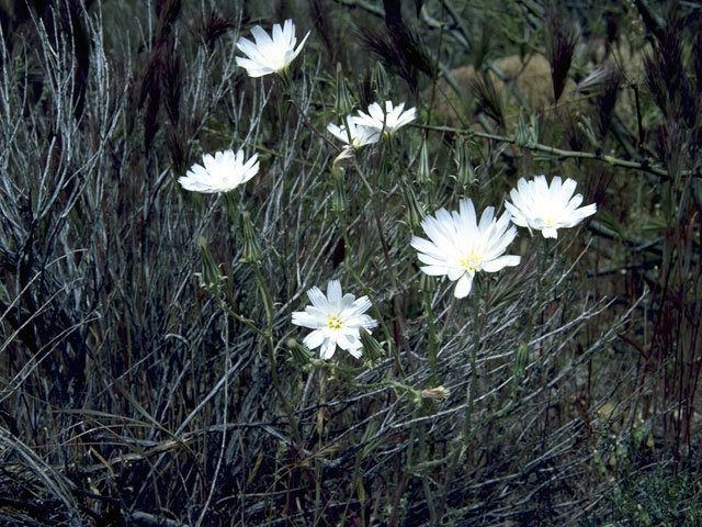 Calycoseris wrightii (White tackstem) #5140