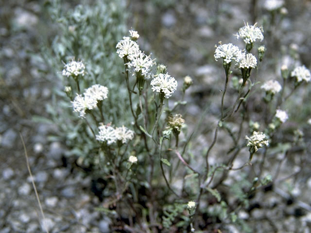 Chaenactis stevioides (Steve's dustymaiden) #5185