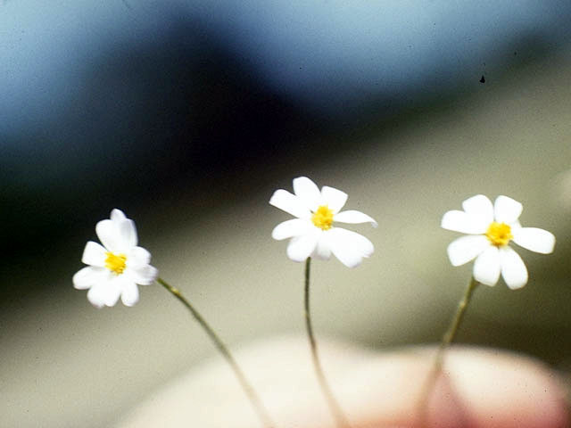 Chaetopappa asteroides (Arkansas leastdaisy) #5188