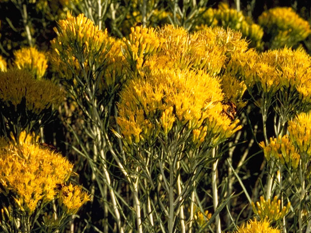 Ericameria nauseosa var. nauseosa (Rubber rabbitbrush) #5229