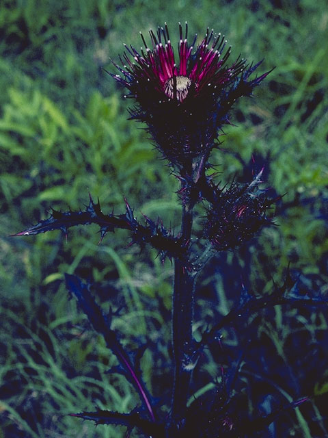 Cirsium pumilum (Pasture thistle) #5273