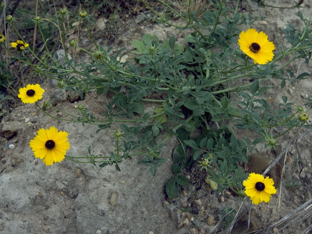 Coreopsis tinctoria var. tinctoria (Golden tickseed) #5304