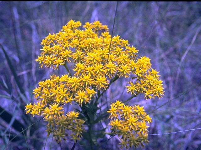 Polygala ramosa (Low pinebarren milkwort) #15293