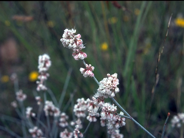 Eriogonum wrightii var. wrightii (Wright's buckwheat) #15294