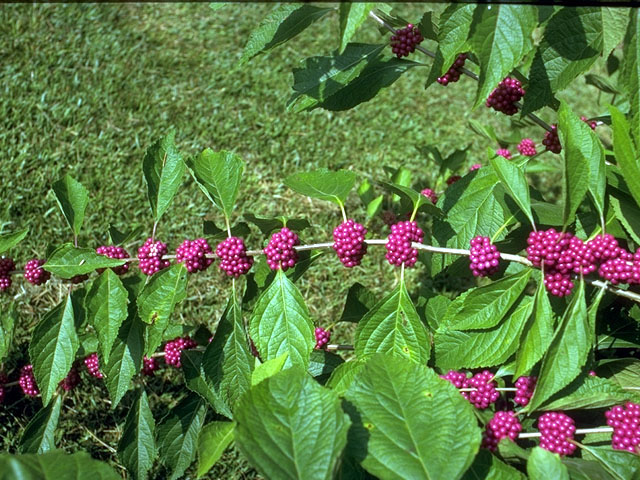 Callicarpa americana (American beautyberry ) #15355