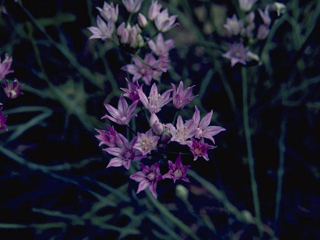 Allium drummondii (Drummond's onion) #5327