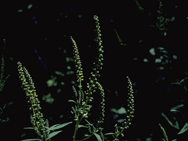 Ambrosia trifida (Great ragweed) #5338