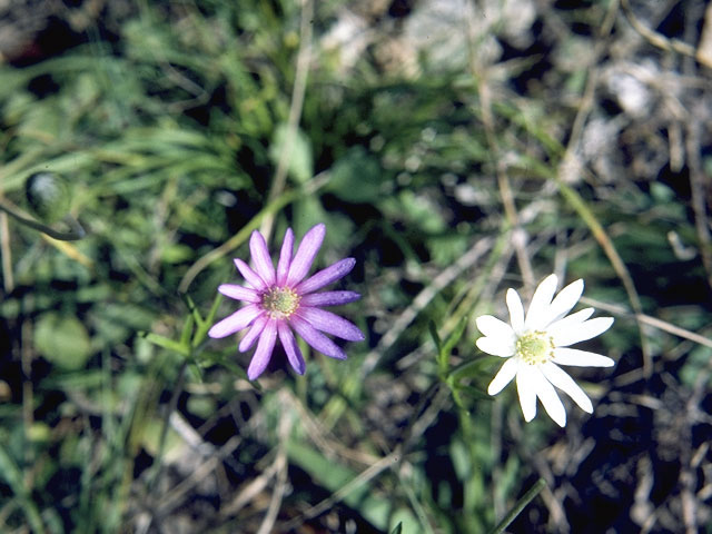 Anemone berlandieri (Tenpetal anemone) #5358