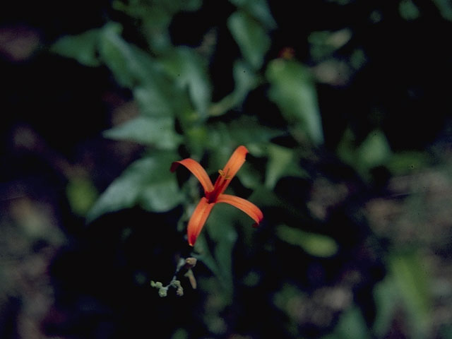 Anisacanthus quadrifidus var. wrightii (Flame acanthus) #5368