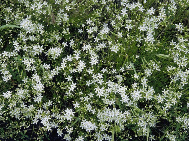 Minuartia michauxii var. michauxii (Michaux's stitchwort) #5388