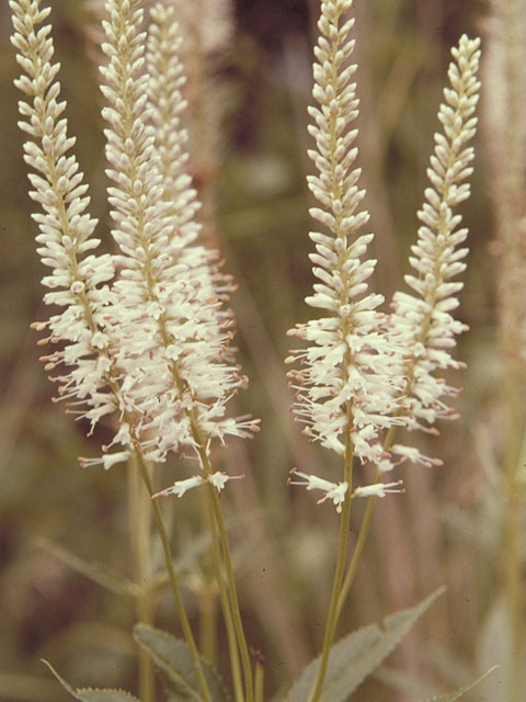 Veronicastrum virginicum (Culver's root) #5442